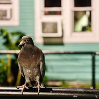 a pigeon perched on a railing